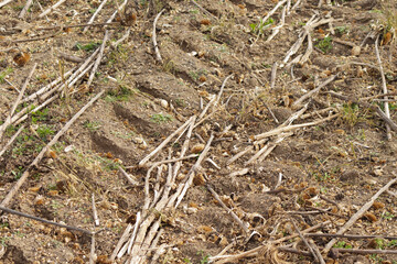 Crop losses sunflower harvest in field. Sunflower field. Harvest time in farm.