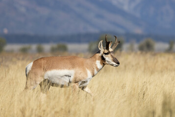 Pronghorn Buck in Grand Teton National Park Wyoming in Autumn