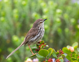 Karoo prinia