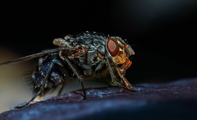 Macro shot of a gray fly with red eyes on a wet surface