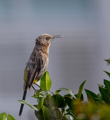 cape sugarbird