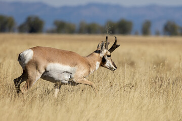 Pronghorn Buck in Grand Teton National Park Wyoming in Autumn