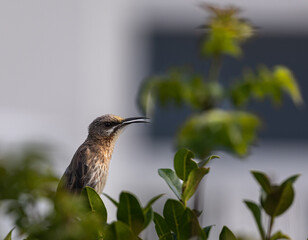 cape sugarbird