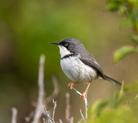bar-throated apalis