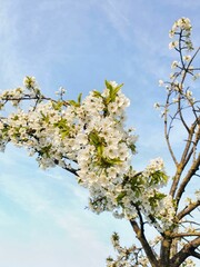 Beautiful white cherry blossoms against a blue sky.