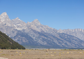 Pronghorn Buck in Grand Teton National Park Wyoming in Autumn