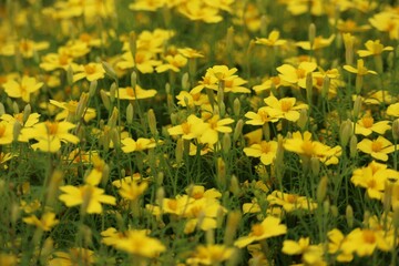Closeup shot of blooming yellow wild daisies on a field