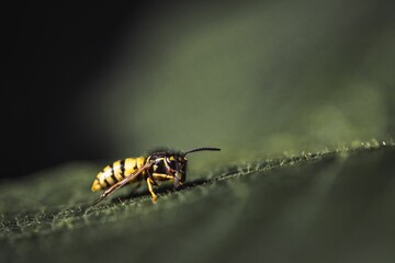 Macro shot of a small yellow wasp on a dark surface