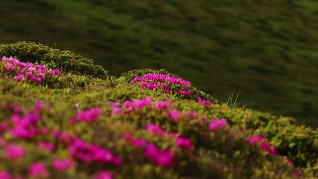 Close-up view of pink Rhododendron flowers