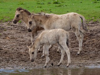 Closeup shot of Polish Koniks in the forest in Munsterland, Germany