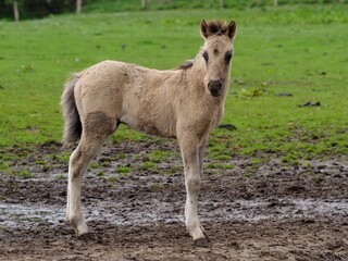 Obraz premium Closeup shot of Polish Koniks in the forest in Munsterland, Germany