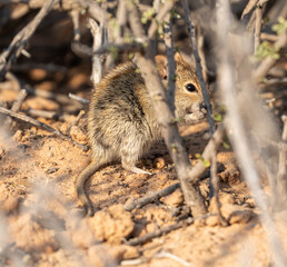 Brants whistling rat
