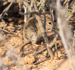 Brants whistling rat