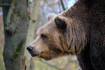 Muzzle wild grizzly bear close up.