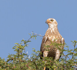 Tawny Eagle