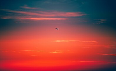 Single bird flying in the sunset sky