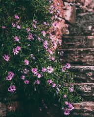 Vertical shot of African daisies growing on an old stone wall and a stairway