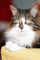 Vertical shot of a cute hairy cat looking at the camera