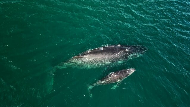 Aerial view of two Humpback whales napping in the ocean on the coast of Guanacaste in Costa Rica