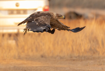 Tawny Eagle