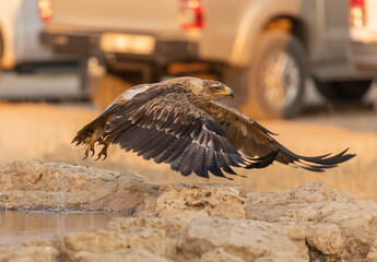 Tawny Eagle