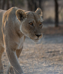 Lioness at watering hole