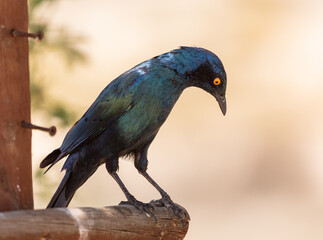 Cape glossy starling