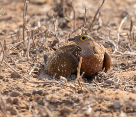 sand grouse