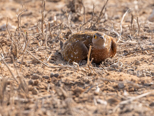 sand grouse