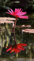 pink lotus flower in water