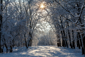 Alley between rows of trees on a sunny winter day, oaks after a snowfall, shadows of trees on the snow. Clear blue sky on a frosty day. The sun's rays gleam through the trees.