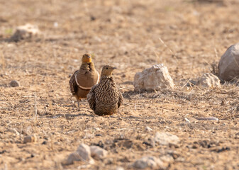sand grouse