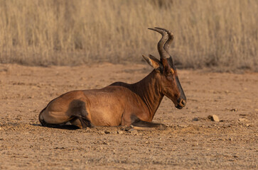 hartebeest
