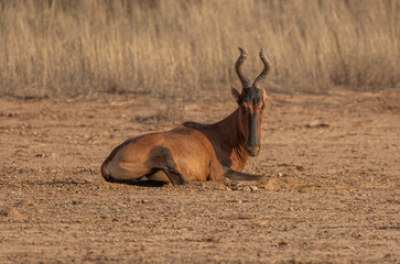 hartebeest