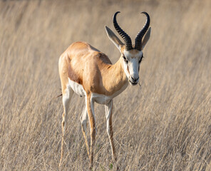 springbok