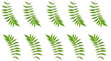branch with leaves on a white background. vegetation and botany