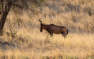 Red hartebeest