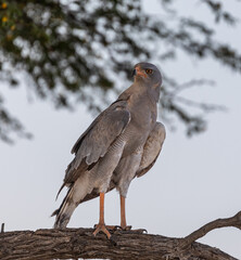 southern pale chanting goshawk