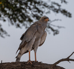 southern pale chanting goshawk