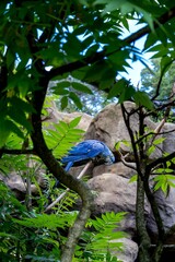 Vertical shot of a beautiful Hyacinth macaw bird perched on a twig