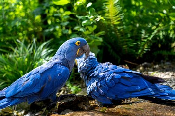 Closeup of beautiful Hyacinth macaw birds perched on the ground