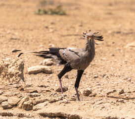 Secretary Bird