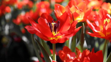 red and yellow flower