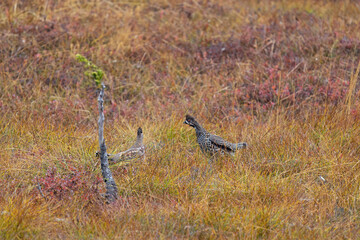 two hazel grouses, tetrastes bonasia, in the courtship at a autumn morning