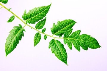 branch of tomato leaves on a white background