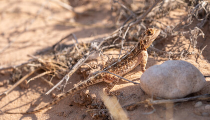 Ground agama