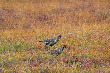 two hazel grouses, tetrastes bonasia, in the courtship at a autumn morning
