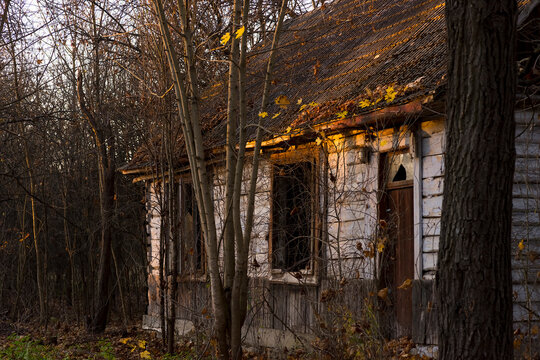 Stara drewniana chata . Opuszczony ulegający zniszczeniu dom o dachu krytym betonową dachówką .Wśród drzew jesienią .