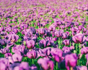 Naklejka premium The Landscape of beautiful purple tulip fields on Spring