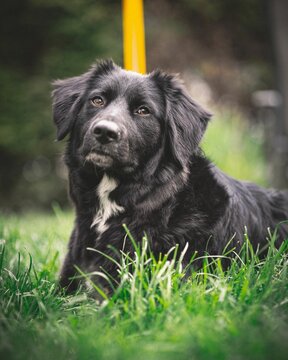 Adorable flat-coated retriever sitting on the grass in a park facing the camera